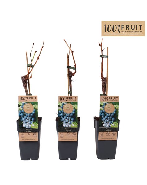 Vitis Regent (geënt) P15