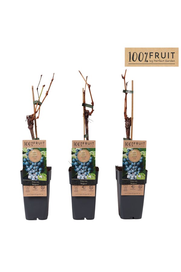 Vitis Regent (geënt) P15