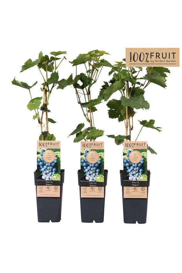 Vitis Regent (geënt) P15