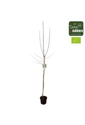 Malus domestica Jonagold Bio P27 Halfstam