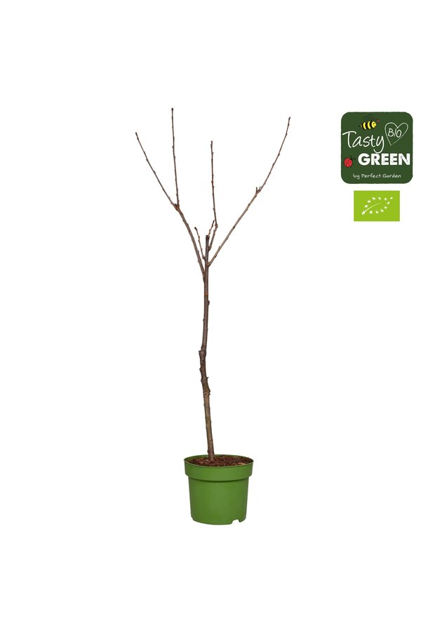 Prunus avium Stella Bio P27 laagstam