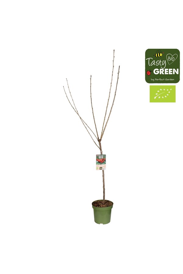 Prunus avium Stella Bio P27 laagstam