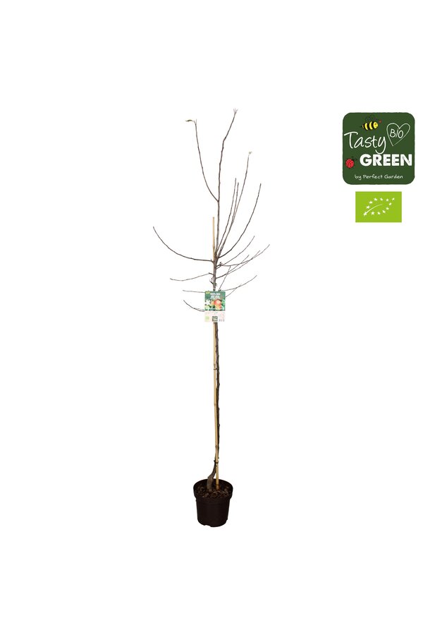 Malus domestica Elstar Bio P27 halfstam