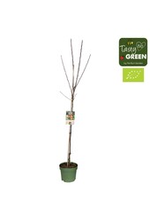 Malus domestica Elstar Bio P27 halfstam