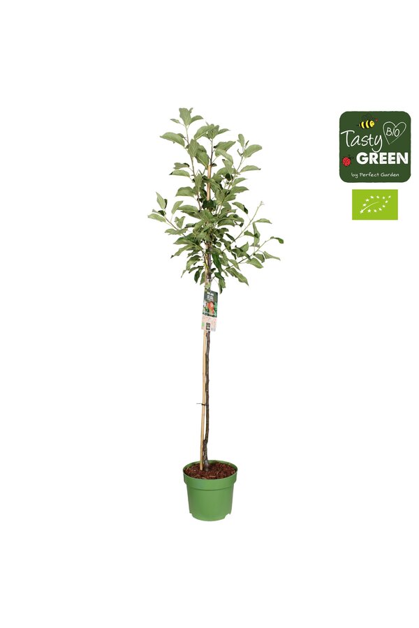 Malus domestica Elstar Bio P27 halfstam