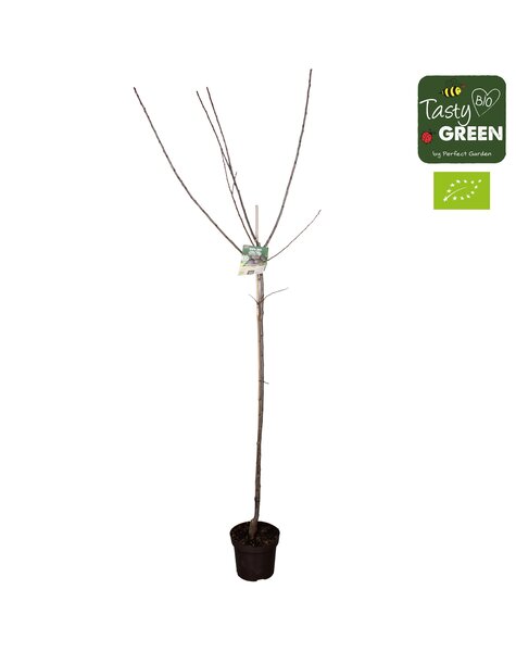 Prunus domestica Opal Bio P27 Halfstam