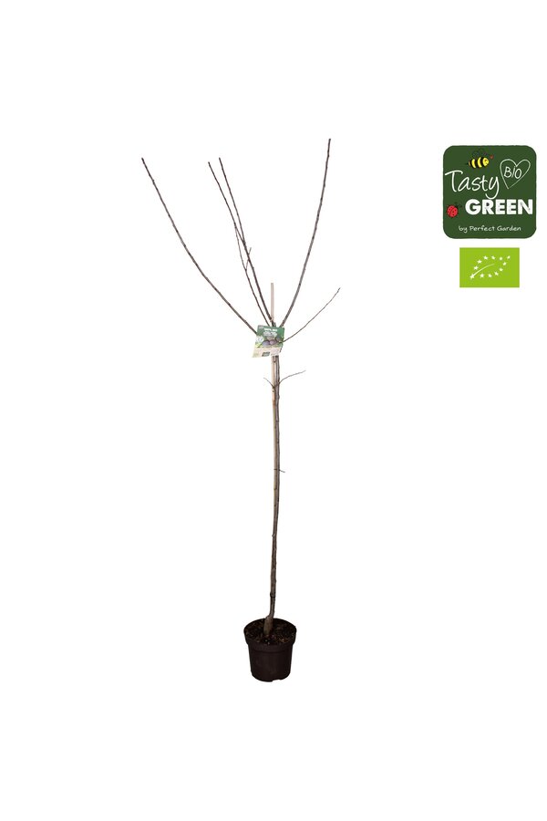 Prunus domestica Opal Bio P27 Halfstam