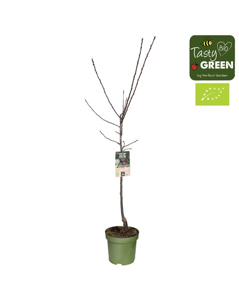 Prunus domestica Opal Bio P27 laagstam