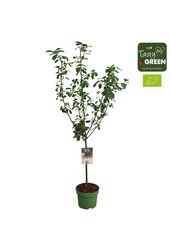 Prunus domestica Opal Bio P27 laagstam