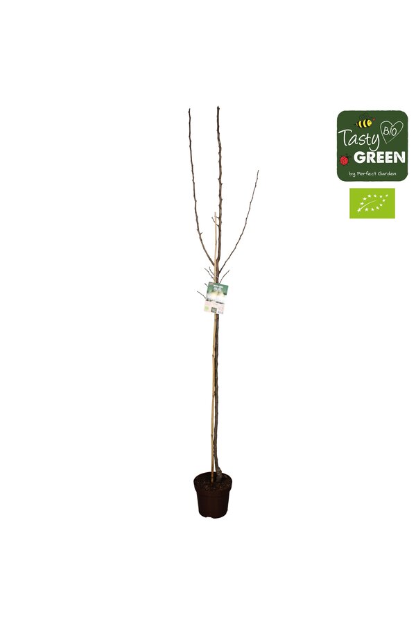 Pyrus communis Conference Bio P27 halfstam