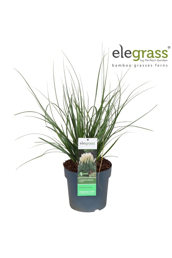 Cortaderia selloana Pumila P23
