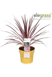 Cordyline x Festival® Raspberry P23