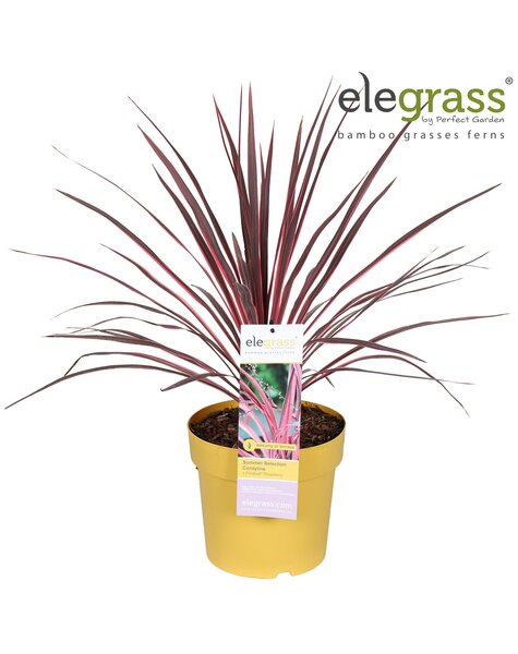 Cordyline x Festival® Raspberry P23
