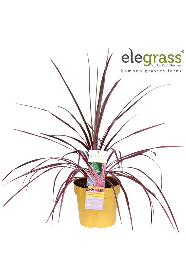 Cordyline x Festival® Raspberry P23