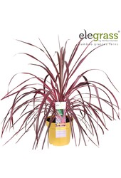 Cordyline x Festival® Raspberry P23
