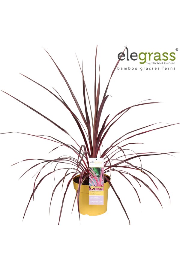 Cordyline x Festival® Raspberry P23