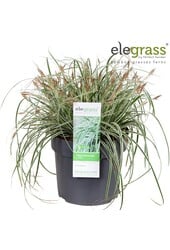 Carex oshimensis Everest P19