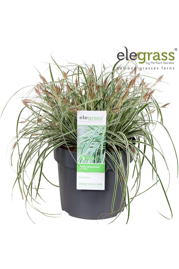 Carex oshimensis Everest P19