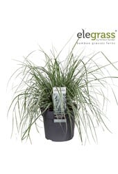 Carex oshimensis Everest P19