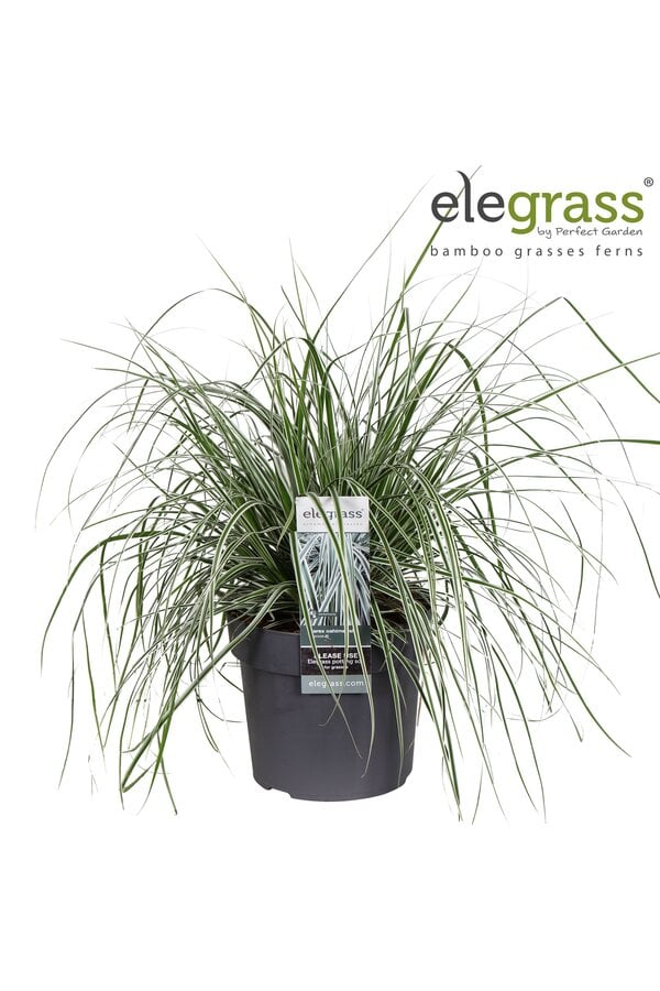 Carex oshimensis Everest P19
