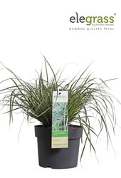Carex oshimensis Everest P19