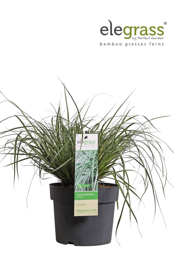 Carex oshimensis Everest P19