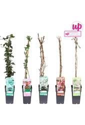 Klimplanten mix laag standaard P15