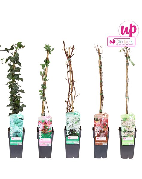 Klimplanten mix laag standaard P15