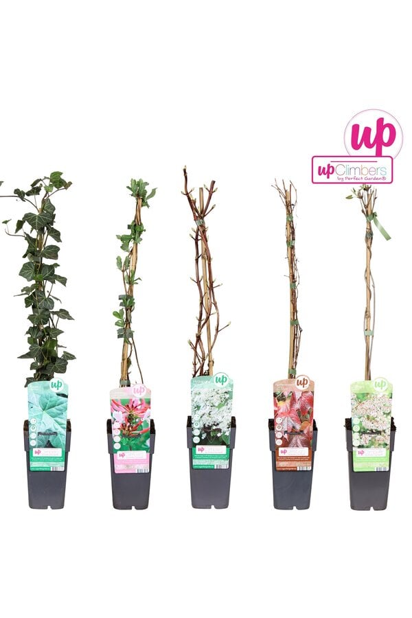 Klimplanten mix laag standaard P15