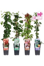 Klimplanten mix laag standaard P15