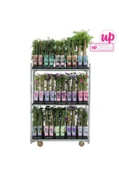 Klimplanten mix laag standaard P15
