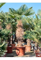 Trachycarpus Wagnerianus (210-240)