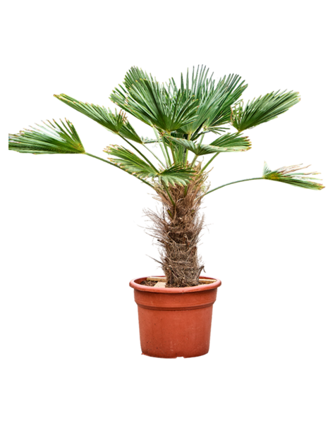Trachycarpus
