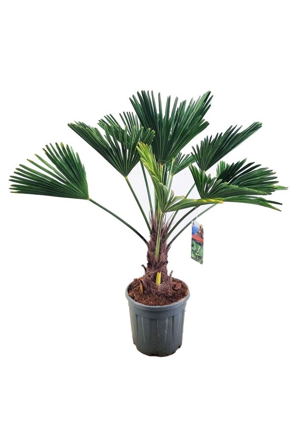Trachycarpus Wagnerianus