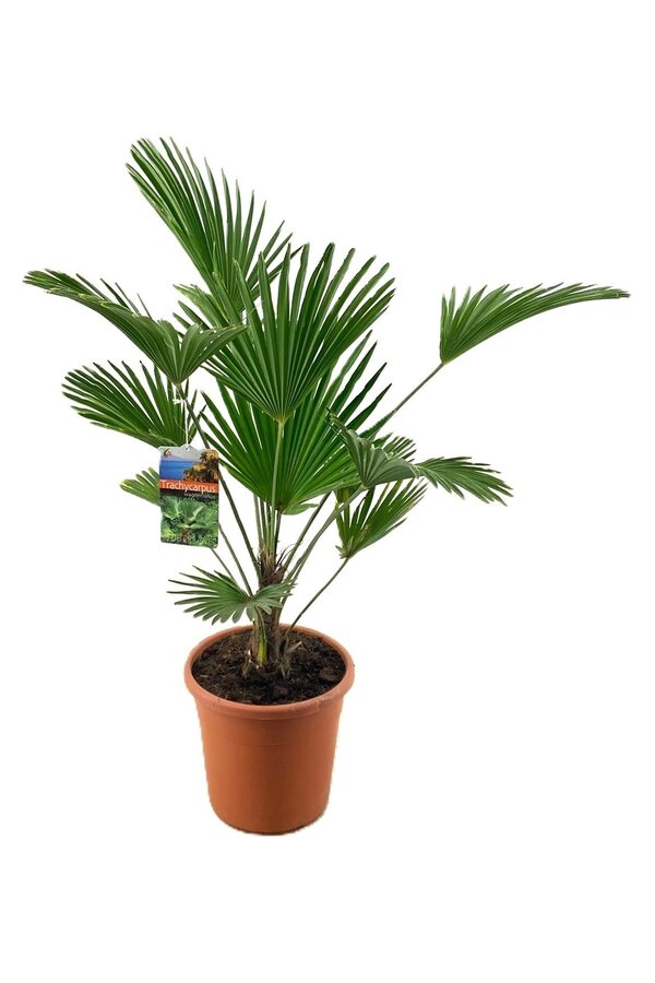Trachycarpus Wagnerianus