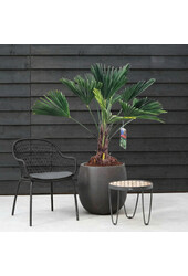 Trachycarpus Wagnerianus