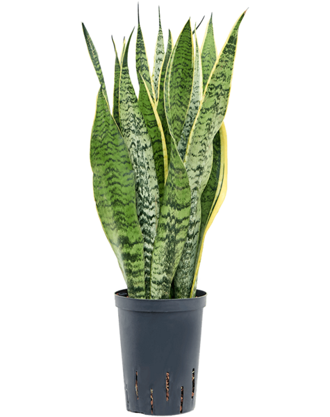 Hydroplant Sansevieria - sale