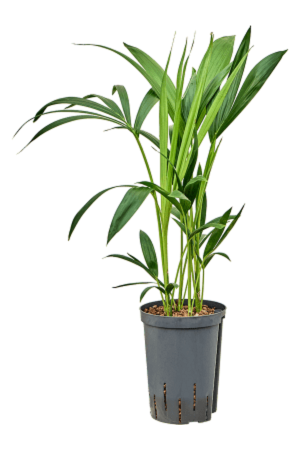 Hydroplant Kentia - Sale