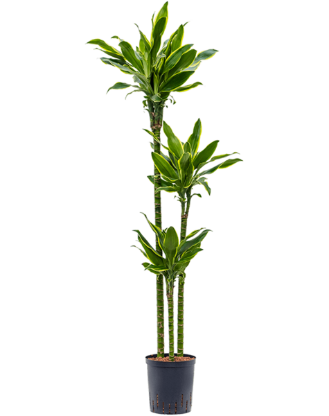 Hydroplant Dracaena - Sale