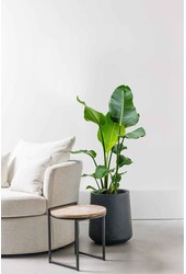 Hydroplant Strelitzia nicolai - Sale