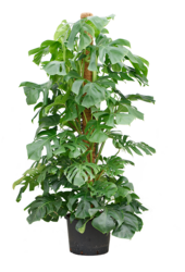 Hydroplant Monstera Deliciosa - Sale