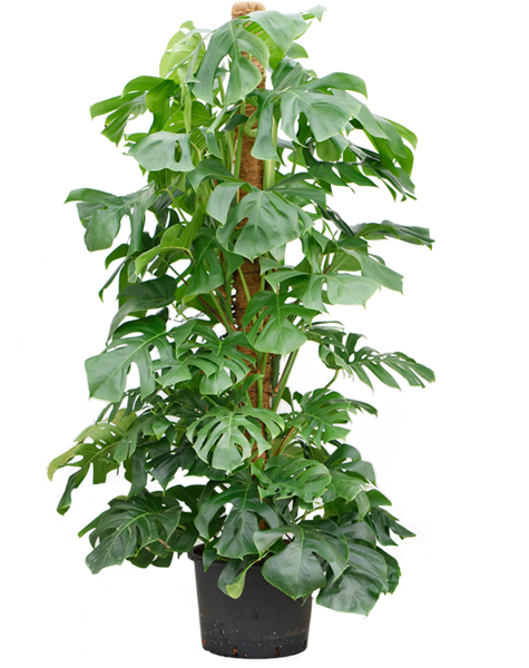 Hydroplant Monstera - Sale