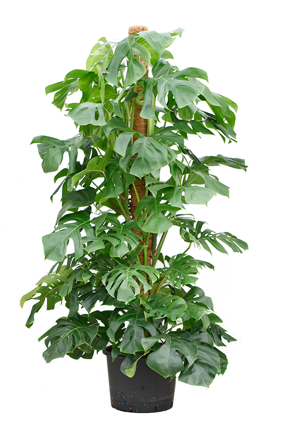 Hydroplant Monstera Deliciosa - Sale