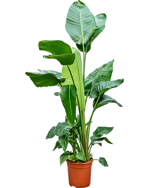 Strelitzia