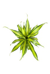 Dracaena Charley kopstek P21