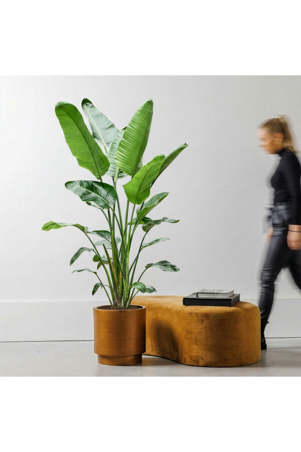Strelitzia Nicolai