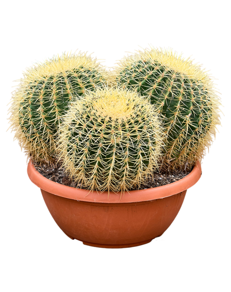 Echinocactus