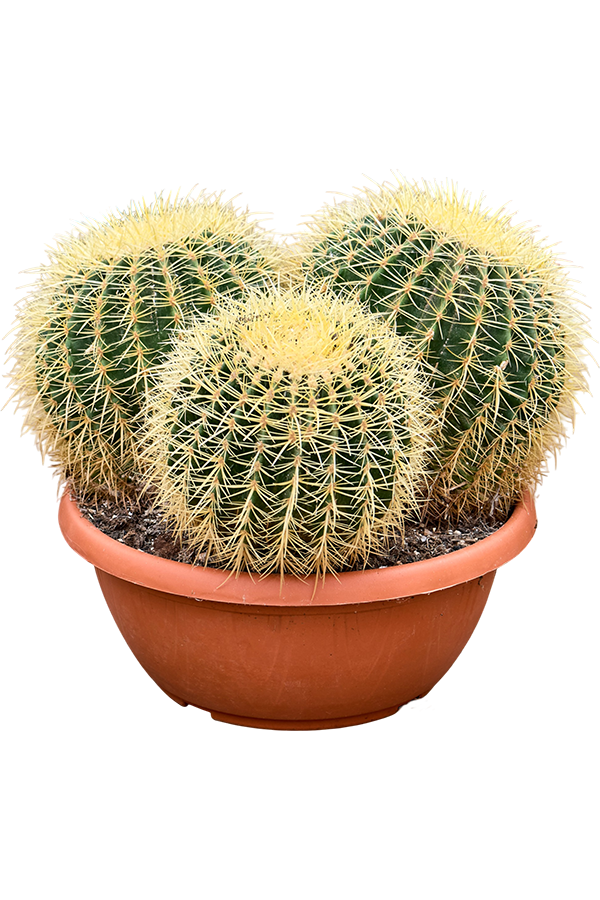 Echinocactus Grusonii
