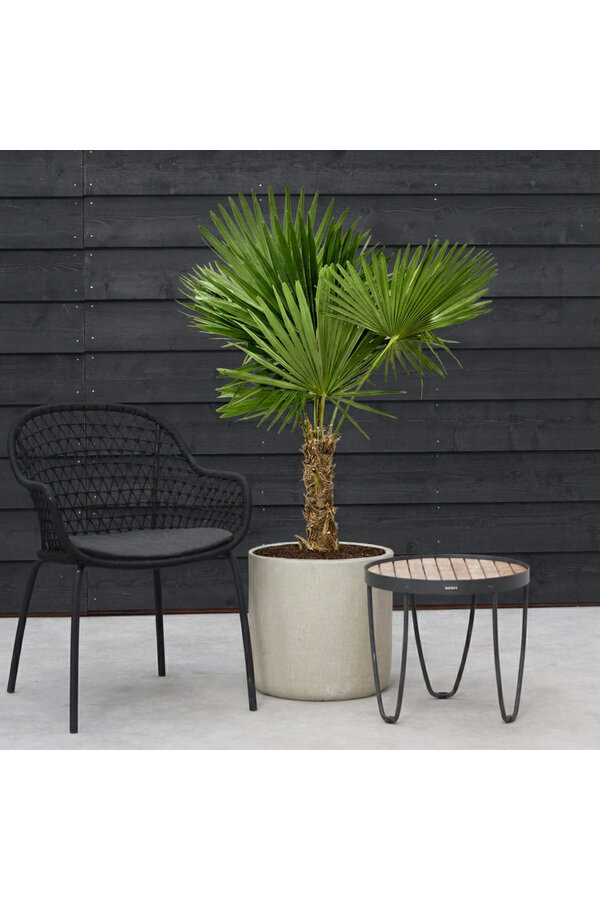 Trachycarpus waaierpalm M