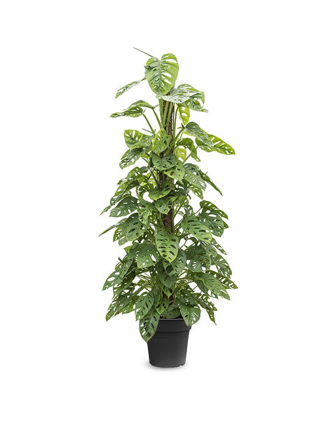 Monstera  - SALE